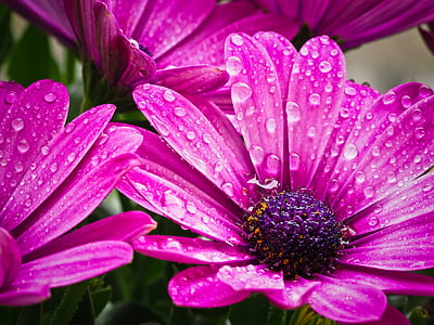 pink Osteospermum flowers in bloom close up photo thumbnail