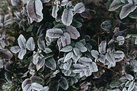 Detail of leaves covered in frost thumbnail