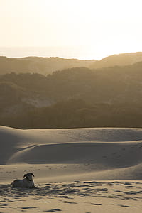 dog lying on the sand during daytime photography thumbnail