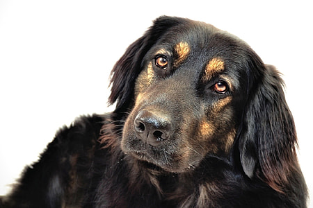 long-coated black and tan dog on white surface thumbnail