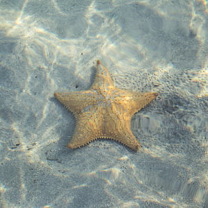 photo of white starfish on body of water thumbnail