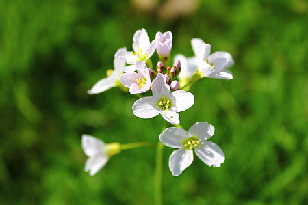 A Flower Of The Field, White Flower thumbnail