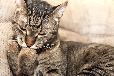 gray tabby cat thumbnail