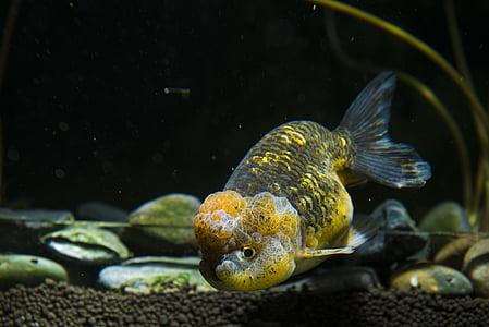yellow and black aquarium fish in fish tank thumbnail