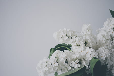 closeup photography of white lilac flowers beside white wall thumbnail
