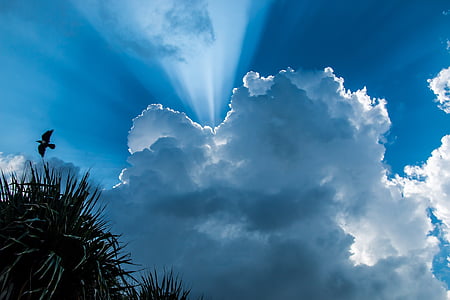 silhouette of bird under blue sky during daytime thumbnail