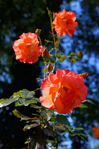 pink hibiscus flowers thumbnail