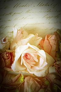 yellow and pink roses in closeup photo thumbnail
