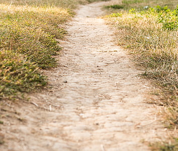 green grasses beside brown road at daytime thumbnail