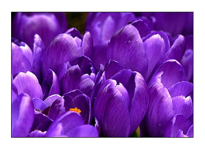 macro photography of purple flowers thumbnail