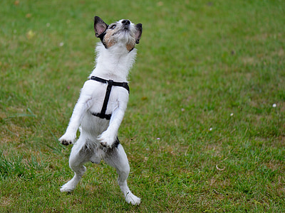 short-coated white dog standing on grass field during day time thumbnail