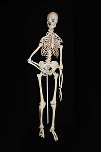 white skeleton thumbnail