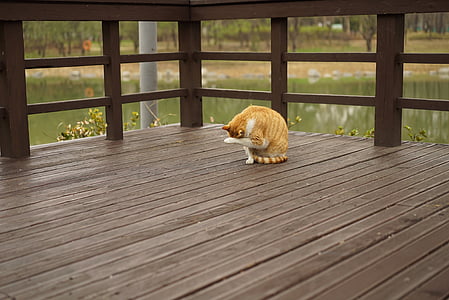 orange tabby cat near fence thumbnail