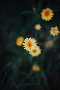 selective focus photography of yellow daisy flower blooming thumbnail