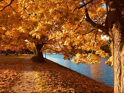 yellow leafed trees near body of water thumbnail