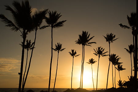 Warm Sunny Palmtrees Photo thumbnail