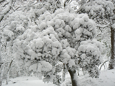 photo of tree covered with snow thumbnail