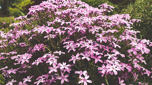 Purple 5 Petal Flower Image during Daytime thumbnail