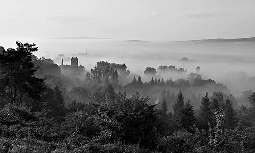 grayscale photo of forest thumbnail
