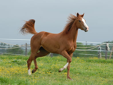 shallow focus photography of brown horse on green grass thumbnail