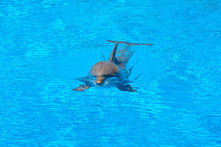 photo of dolphin thumbnail