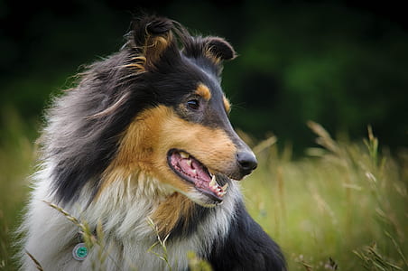 long-coated white and black dog in the grasses thumbnail