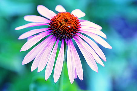 White and Orange Clustered Petaled Flower thumbnail