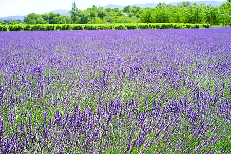 field of purple petaled flowers thumbnail