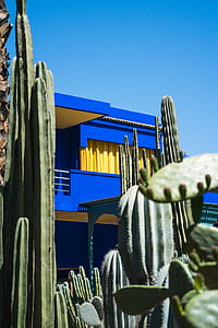 green cactus plants in front of blue and yellow concrete house thumbnail