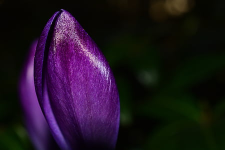 shallow focus photography of purple petal thumbnail