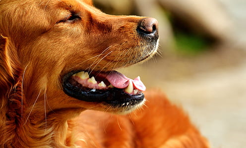 closeup photo of adult golden retriever thumbnail
