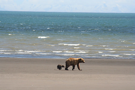bear walking on shore thumbnail