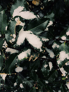 snow remains on leaves thumbnail