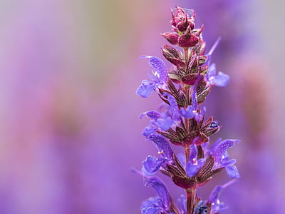 selective focus photography of purple salvia flowers in bloom thumbnail