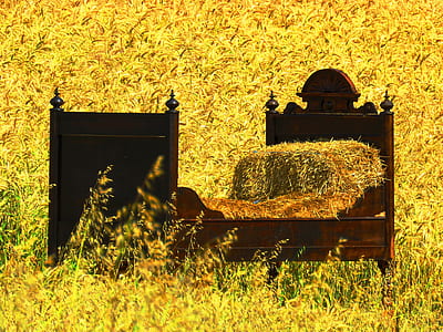 brown wooden bed frame on grass field thumbnail