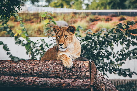 selective focus photograph of lioness on wood logs thumbnail