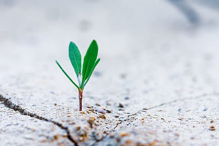 selective focus photography of green plant thumbnail