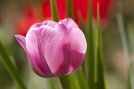 selective photography of pink tulips thumbnail