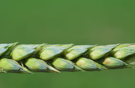 green leafed plant thumbnail