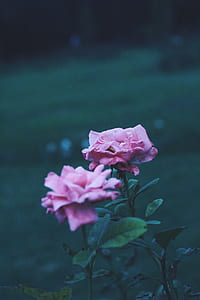 pink rose with green leaves thumbnail