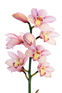 pink orchids closeup photo thumbnail