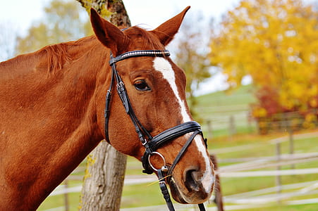 focus photography of brown horse thumbnail