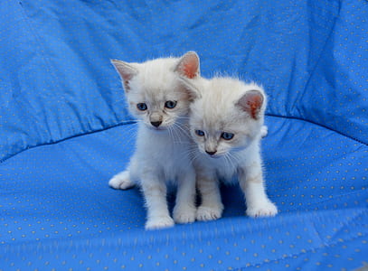 two white kittens on blue mat thumbnail
