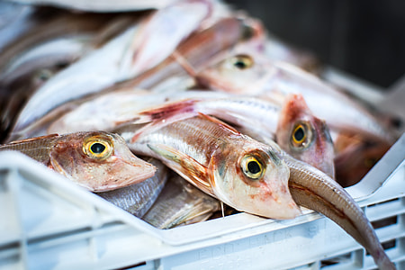 red fishes on white plastic crate thumbnail
