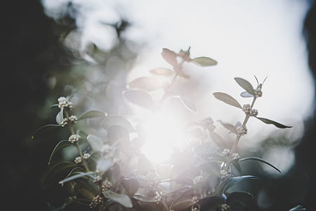 closeup photography of white and green leaf plant thumbnail