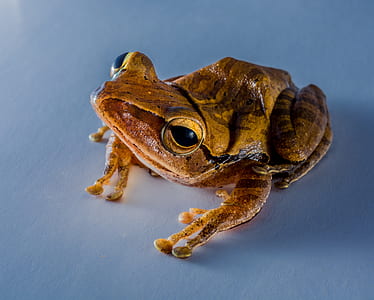 selective focus photo of brown and black frog thumbnail