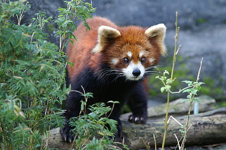 red panda on brown branch thumbnail