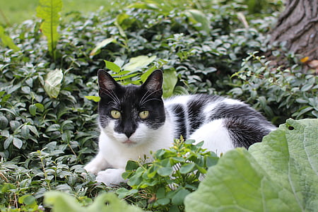 short-fur black and white cat resting on green grass thumbnail
