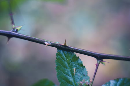 plant, blur, leaves, dangerous thumbnail