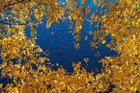 yellow leafed tree thumbnail